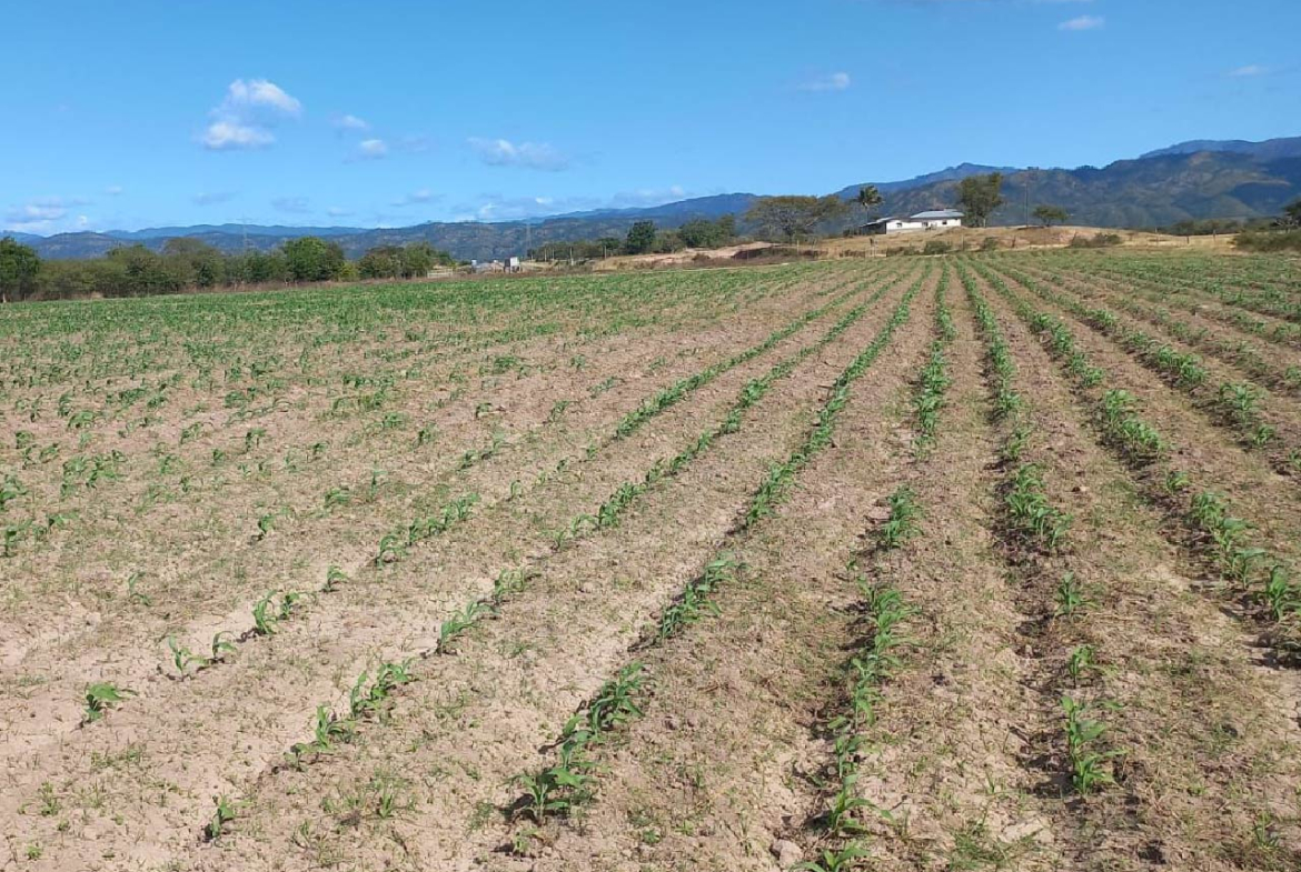 Comayagua, Honduras. terreno en venta para agricultura.
