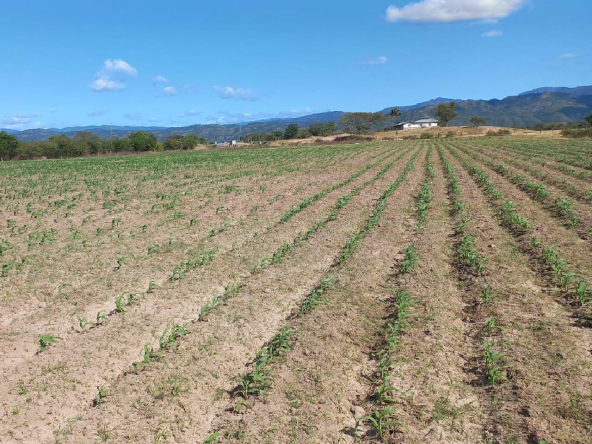 Comayagua, Honduras. terreno en venta para agricultura.