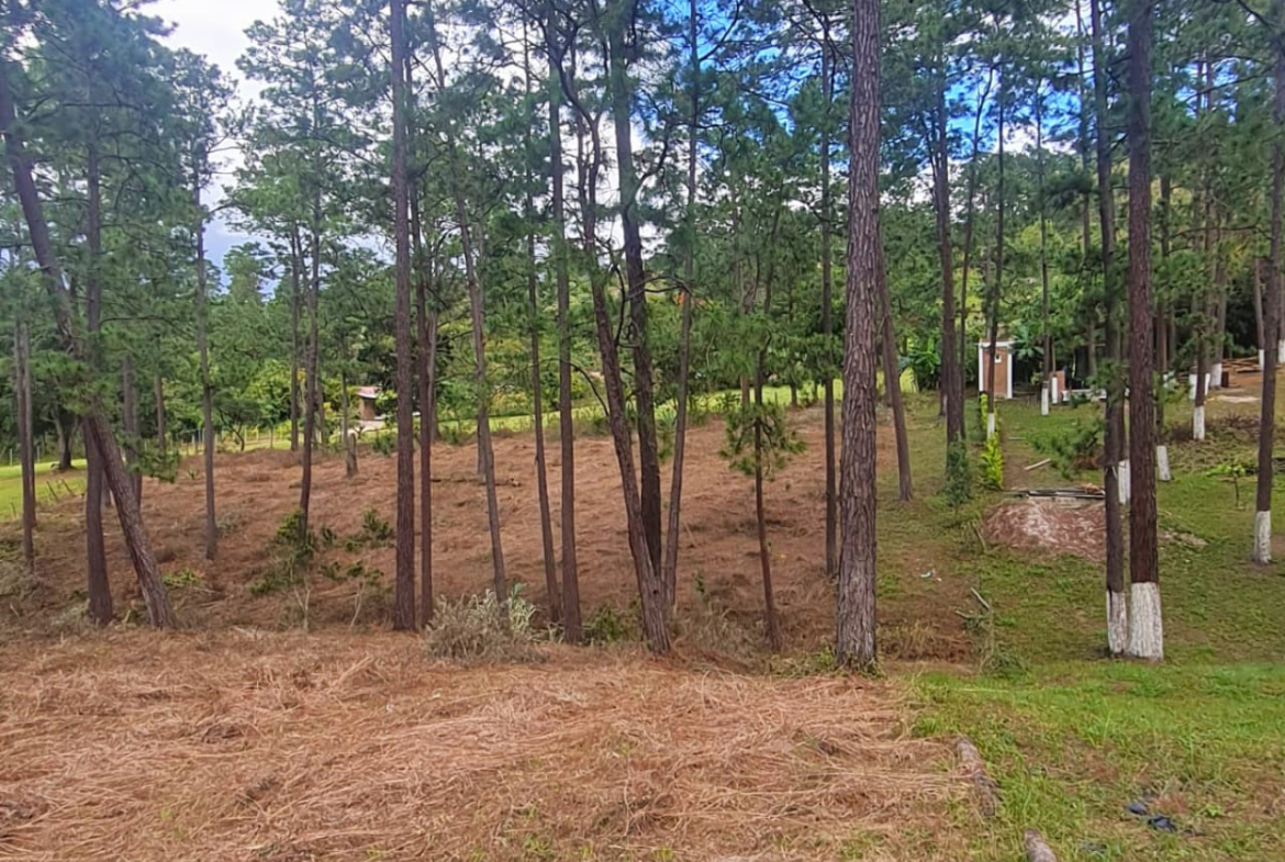 Arboleda de pino, con una enorme área perfecta para la inversión y construcción de tu próxima casa soñada.